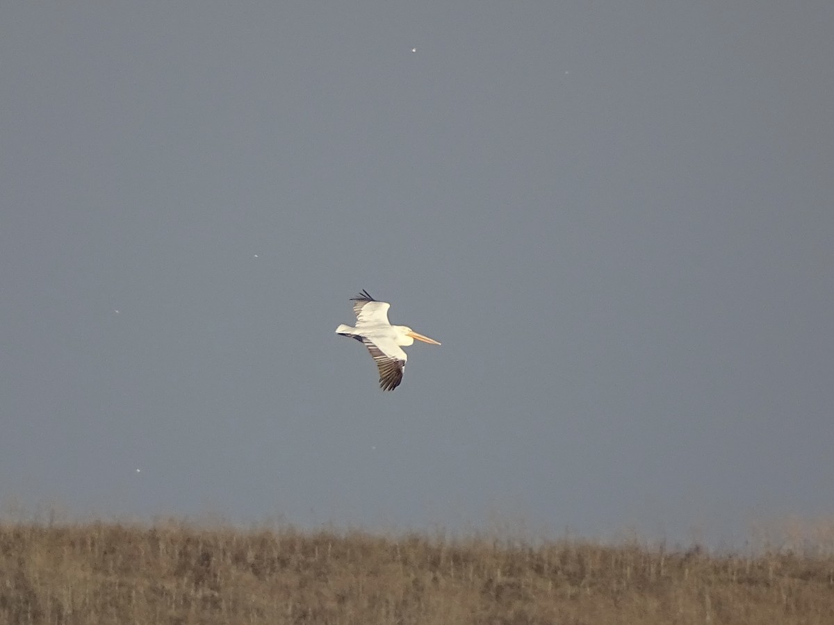 Dalmatian Pelican - ML645715120
