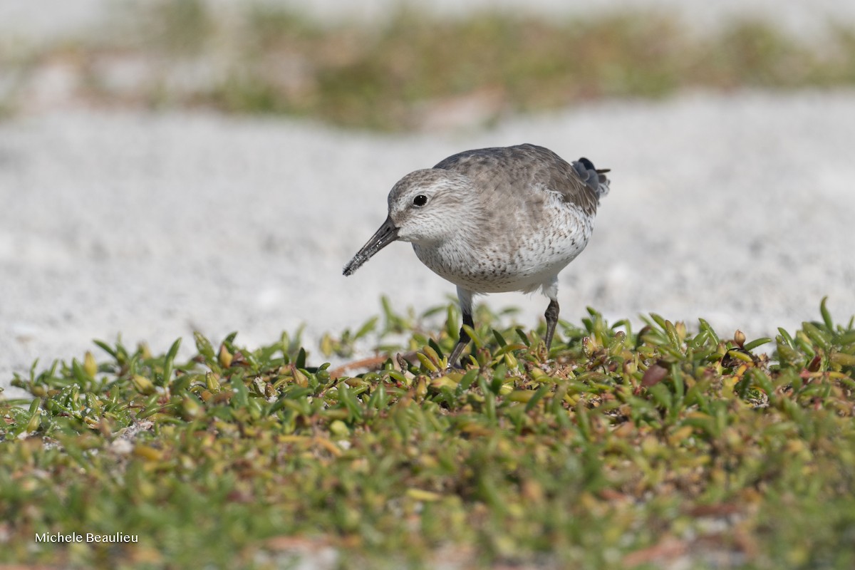Red Knot - ML645715121