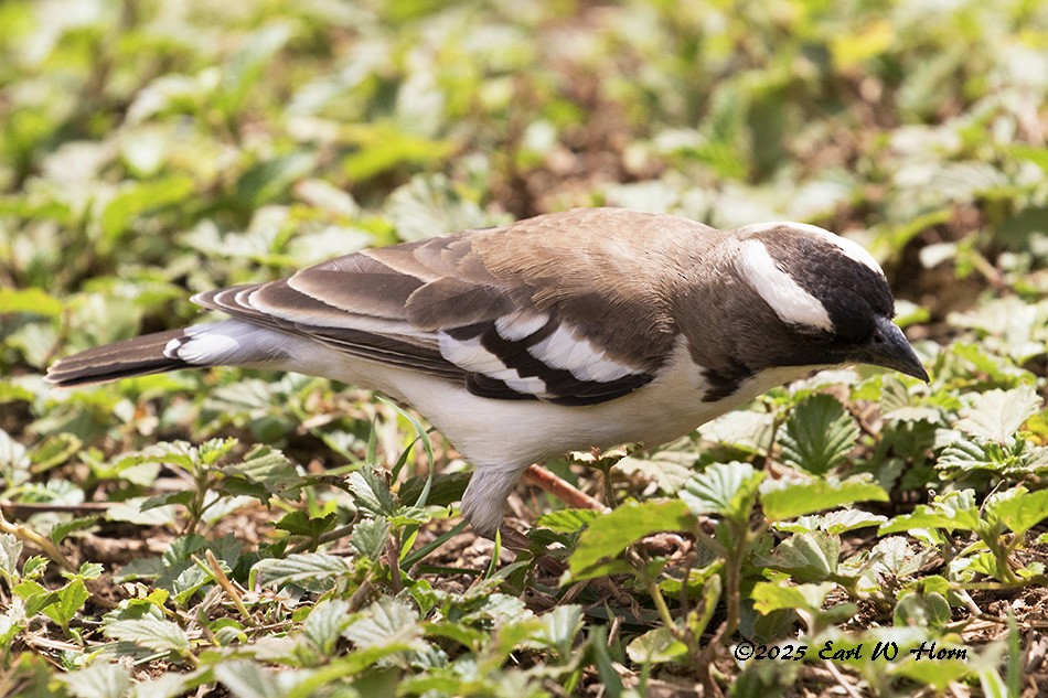 White-browed Sparrow-Weaver - ML645715122