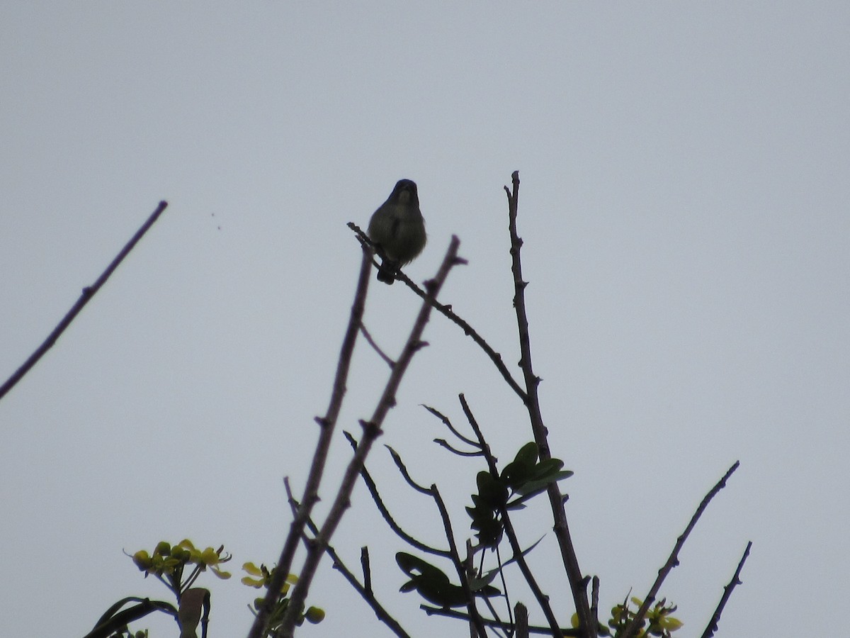 Pygmy Flowerpecker - ML645715124