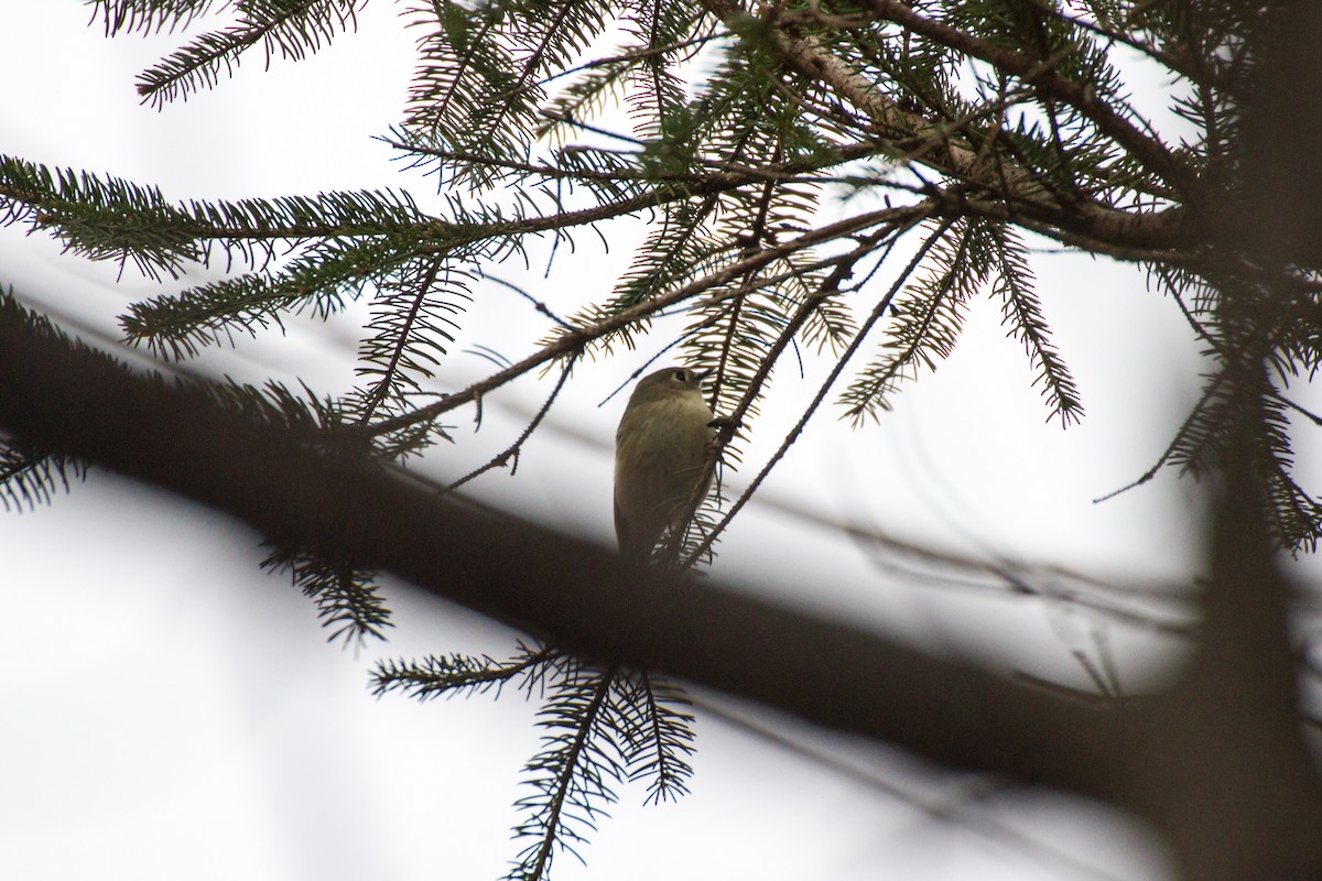 Ruby-crowned Kinglet - ML645715126