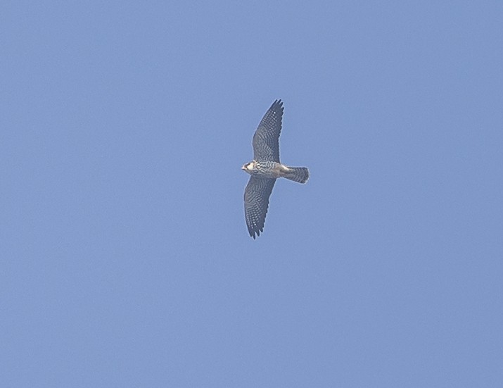 Amur Falcon - ML645715127