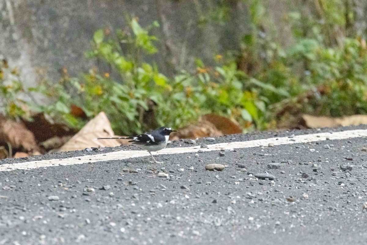 Slaty-backed Forktail - ML645715131