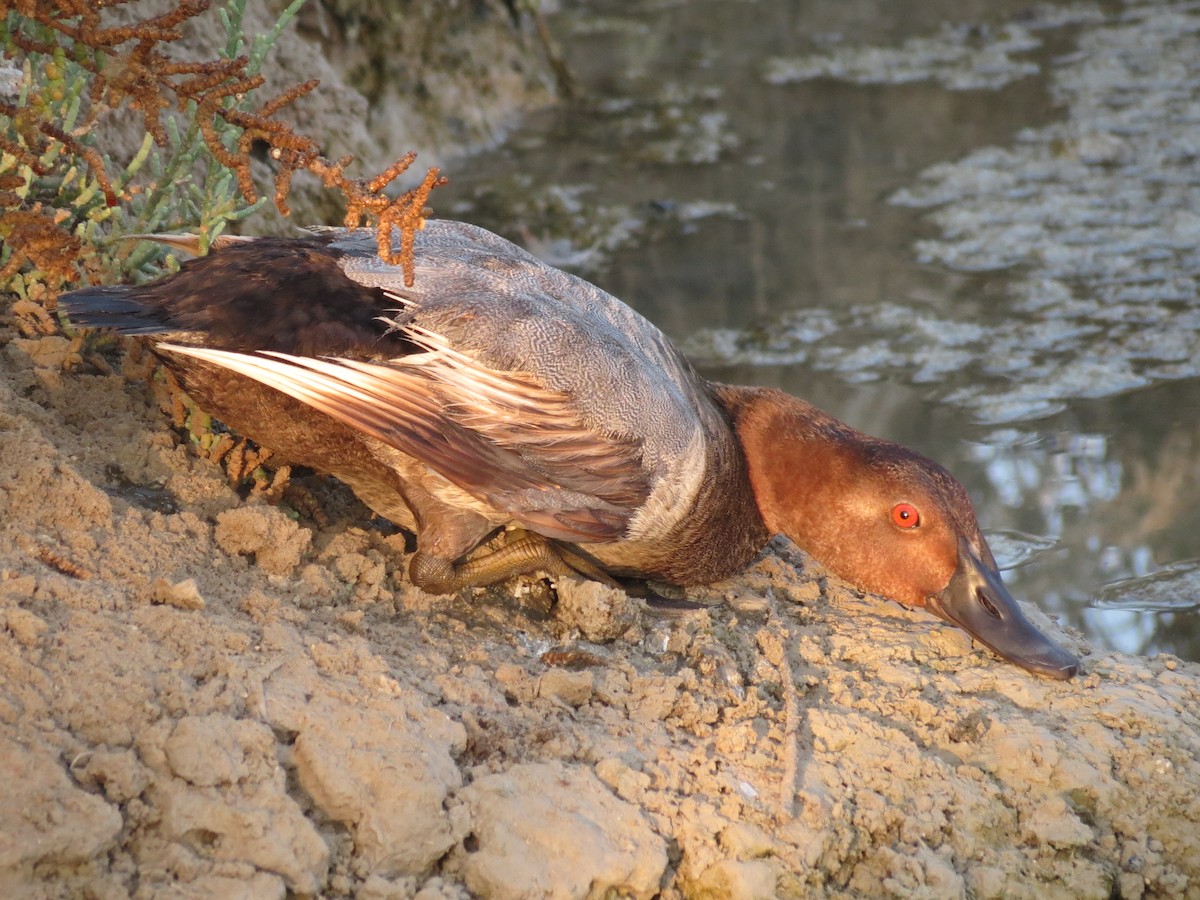 Common Pochard - ML645715149