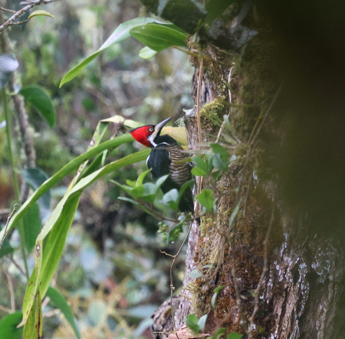 Crimson-crested Woodpecker - ML645715151