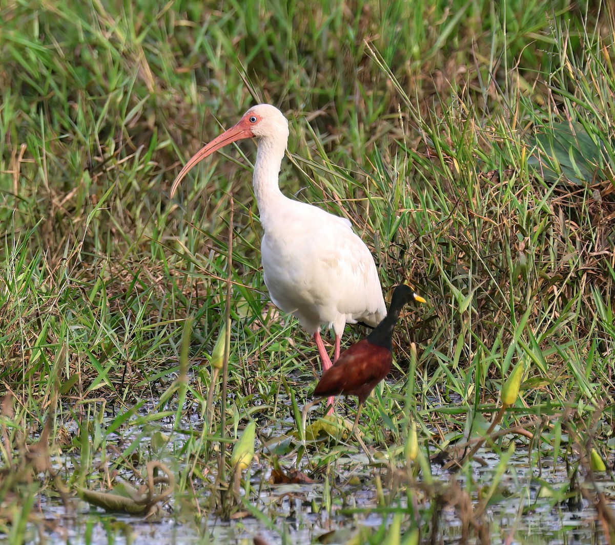 White Ibis - ML645715152