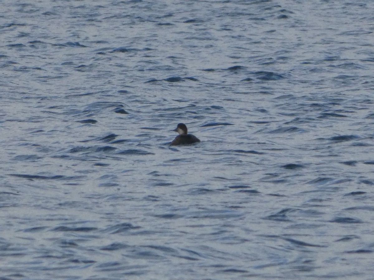 Common Scoter - ML645715154