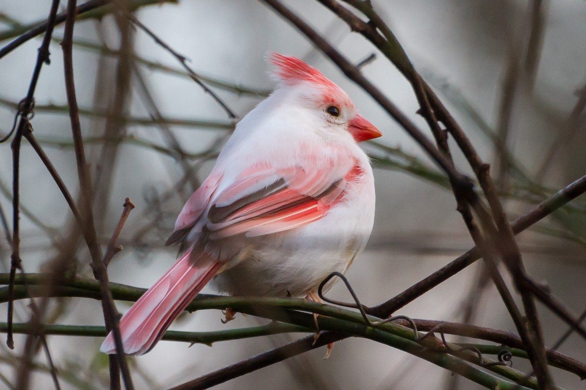 Northern Cardinal - ML645715157