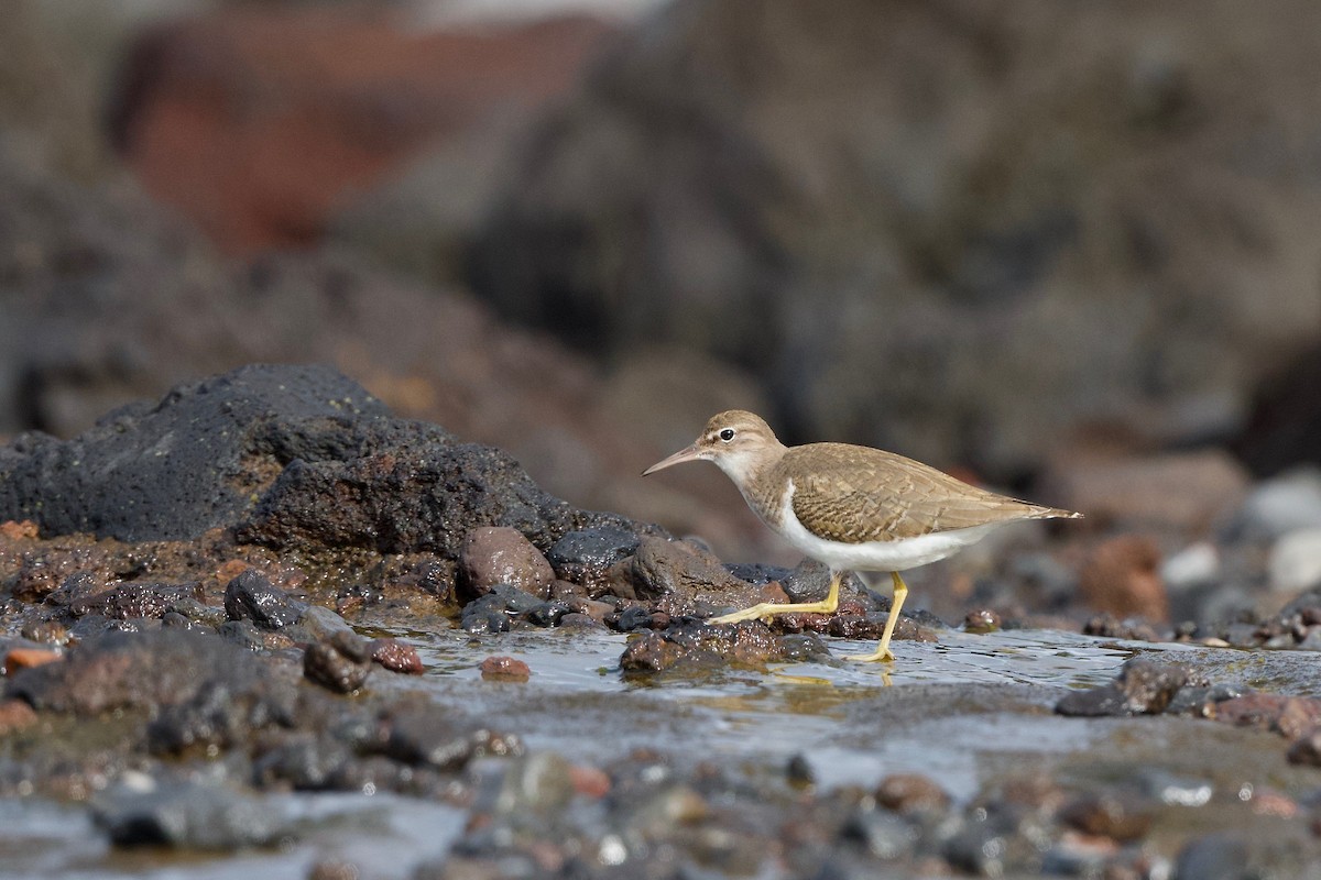 Spotted Sandpiper - ML645715158