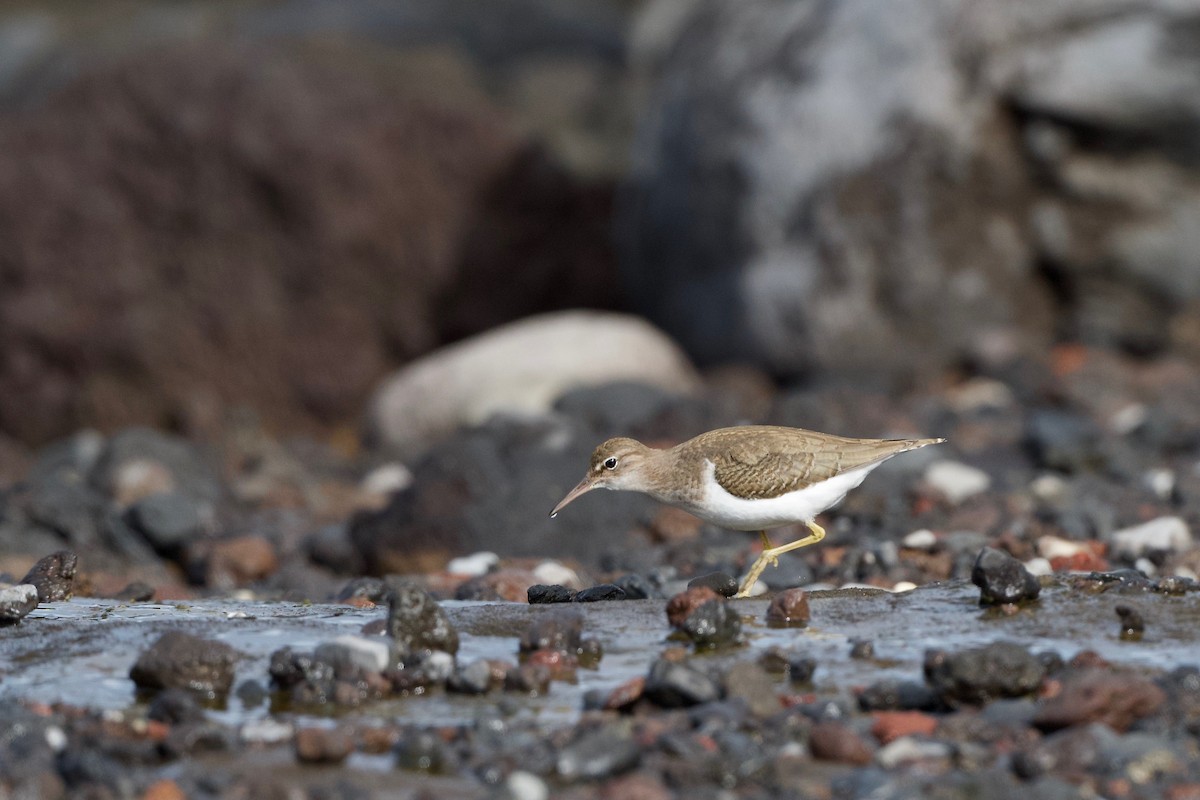 Spotted Sandpiper - ML645715159