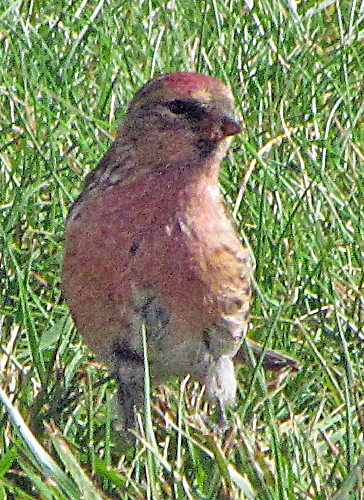 Redpoll - ML645715160
