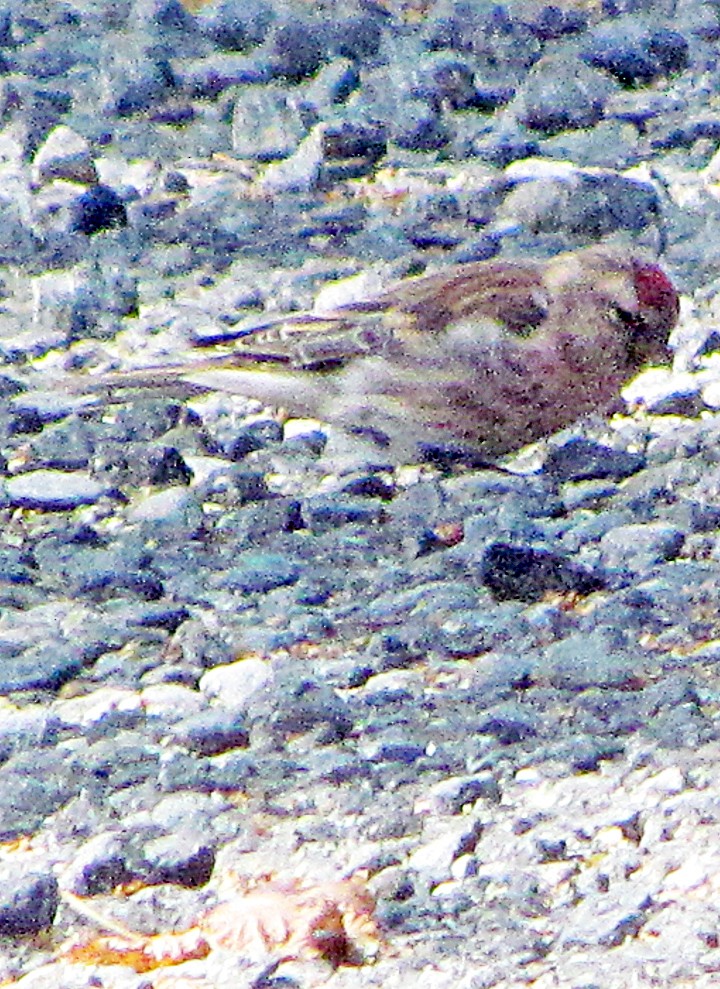 Redpoll - ML645715161