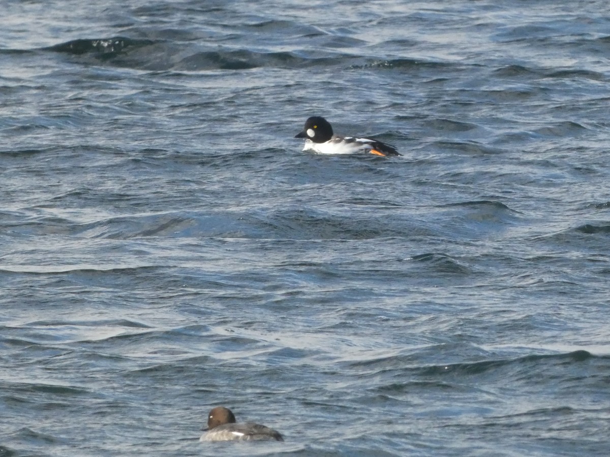 Common Goldeneye - ML645715166