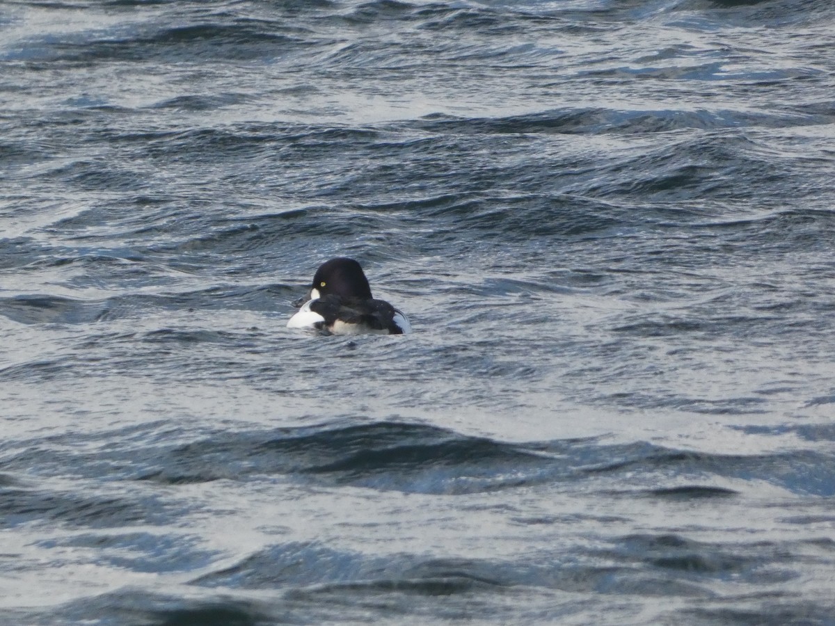 Common Goldeneye - ML645715167