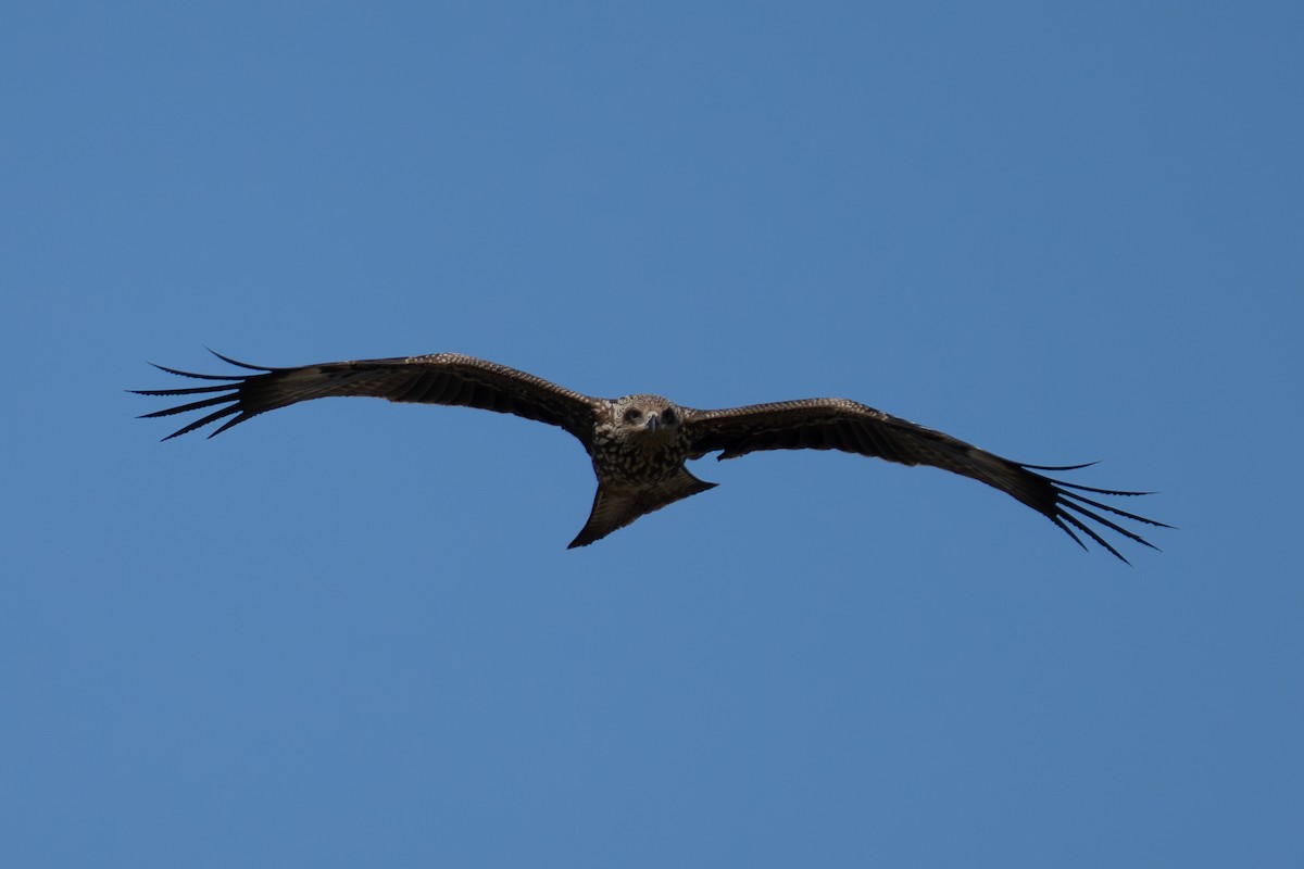 Black Kite - ML645715168