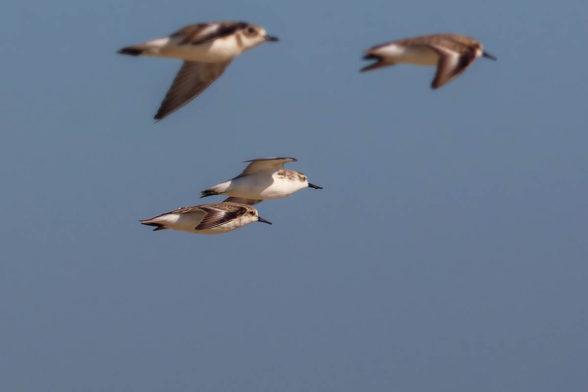 琵嘴鷸 - ML645715184