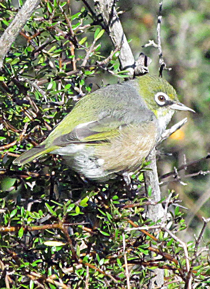 Silvereye - ML645715202
