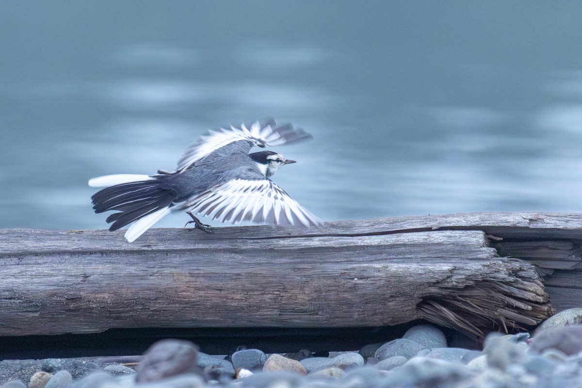 White Wagtail - ML645715215