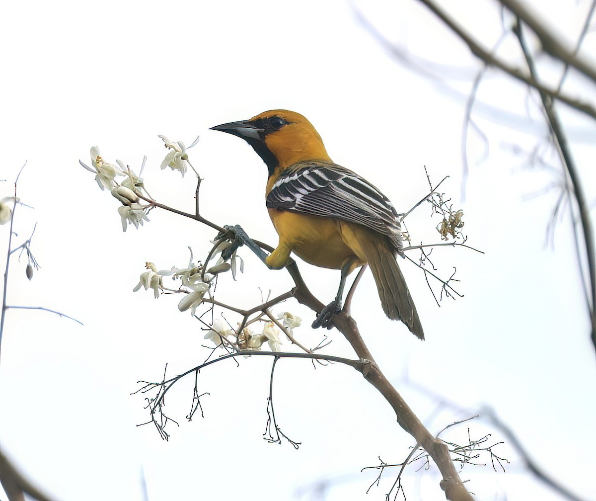 Streak-backed Oriole - ML645715223