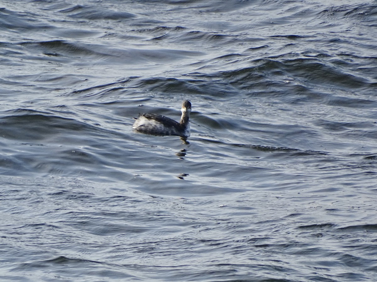 Eared Grebe - ML645715224