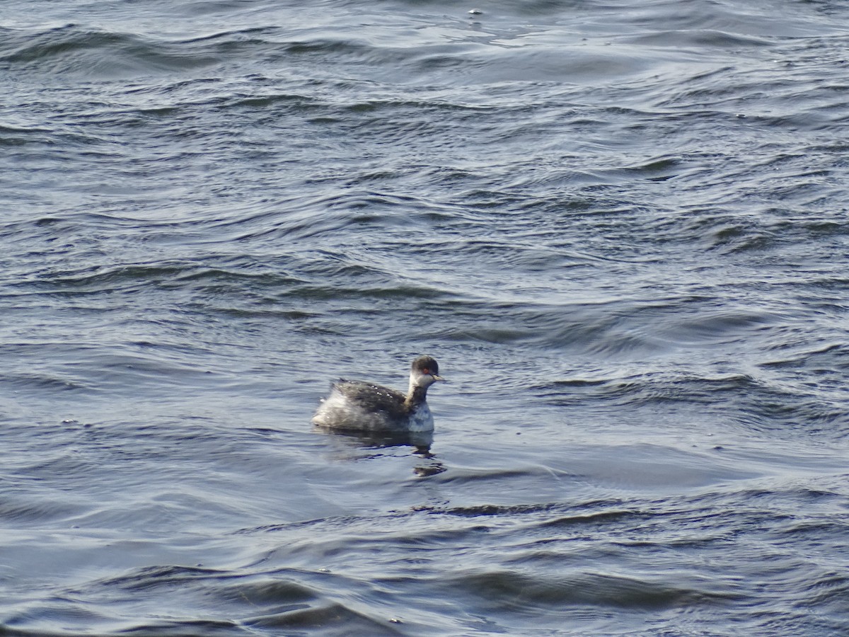 Eared Grebe - ML645715225