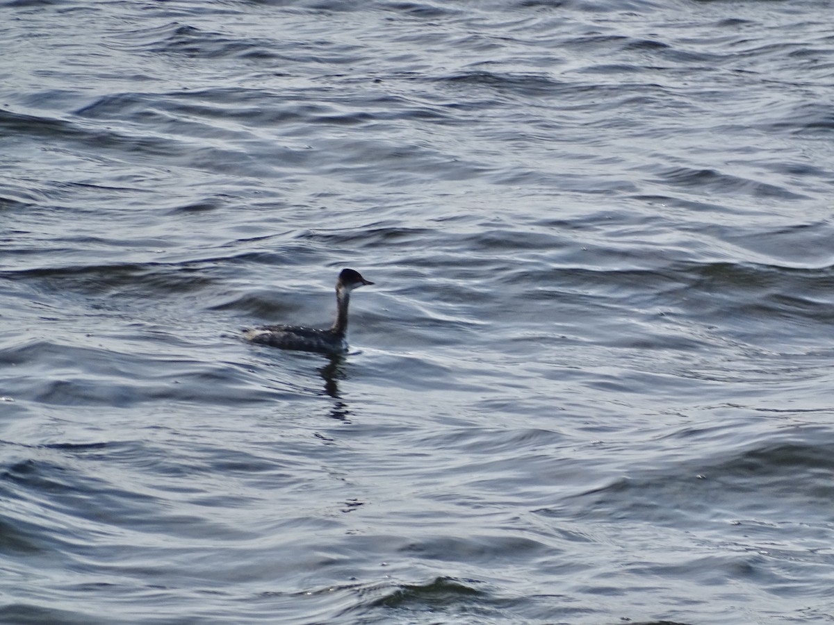 Eared Grebe - ML645715226