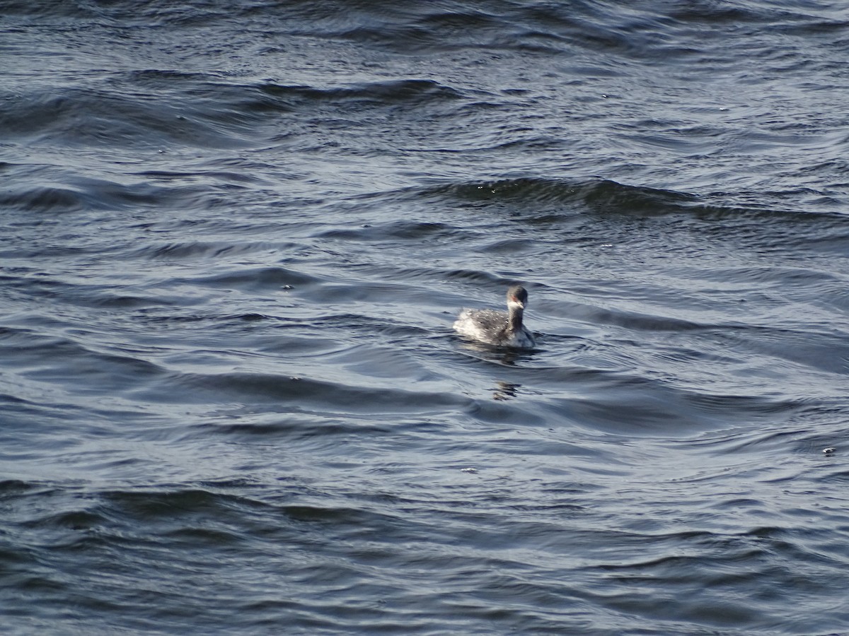 Eared Grebe - ML645715227