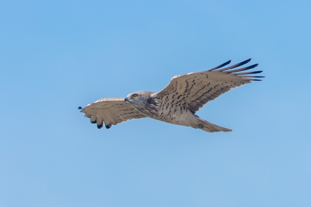 orlík krátkoprstý - ML645715231