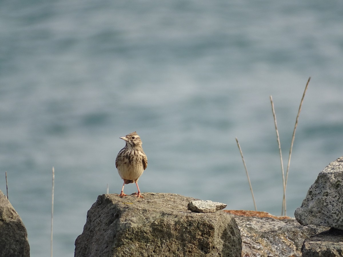 Crested Lark - ML645715238