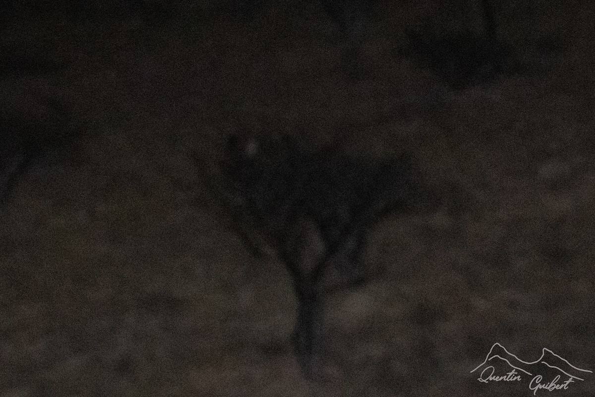 Desert Owl - ML645715243