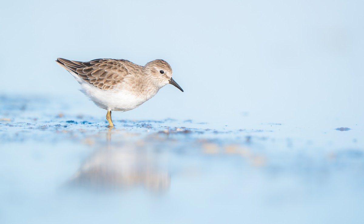 Least Sandpiper - ML645715258