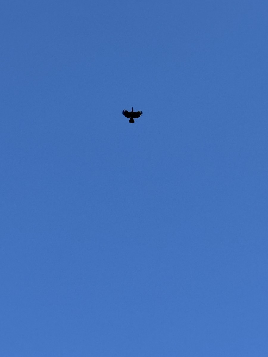 Channel-billed Toucan - ML645715263