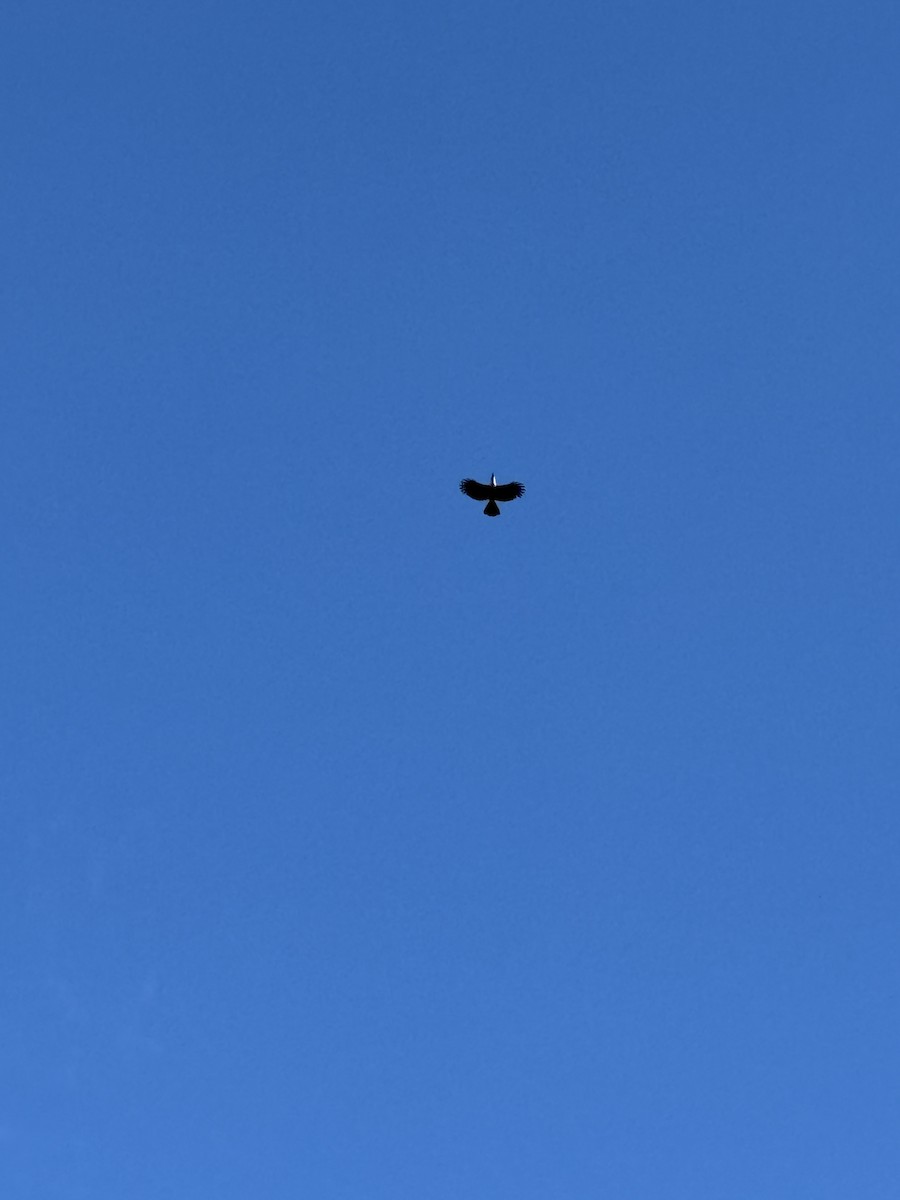 Channel-billed Toucan - ML645715264