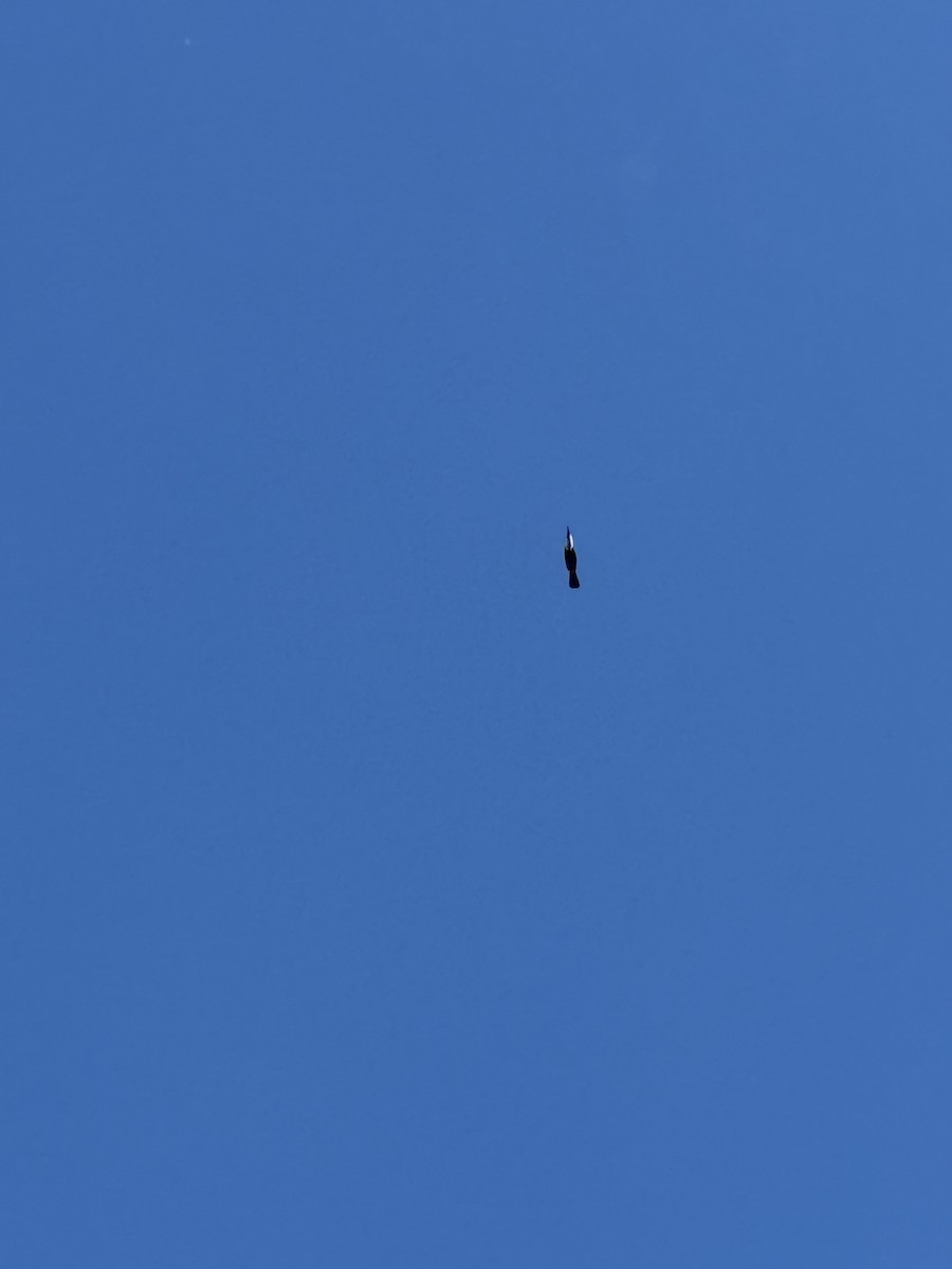 Channel-billed Toucan - ML645715265