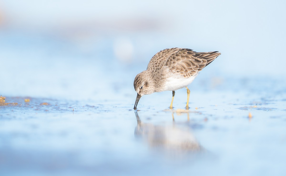 Least Sandpiper - ML645715268