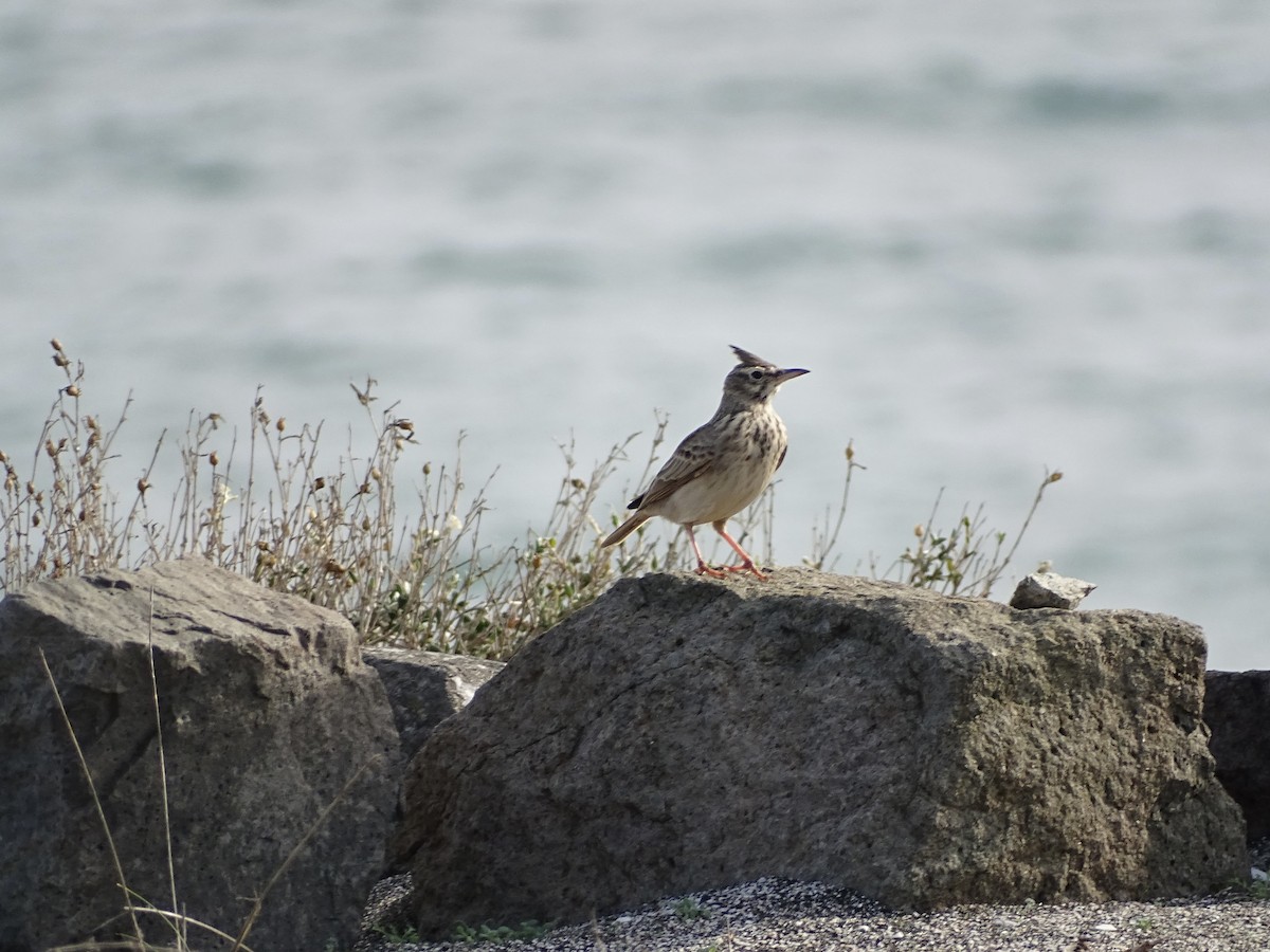 Crested Lark - ML645715270