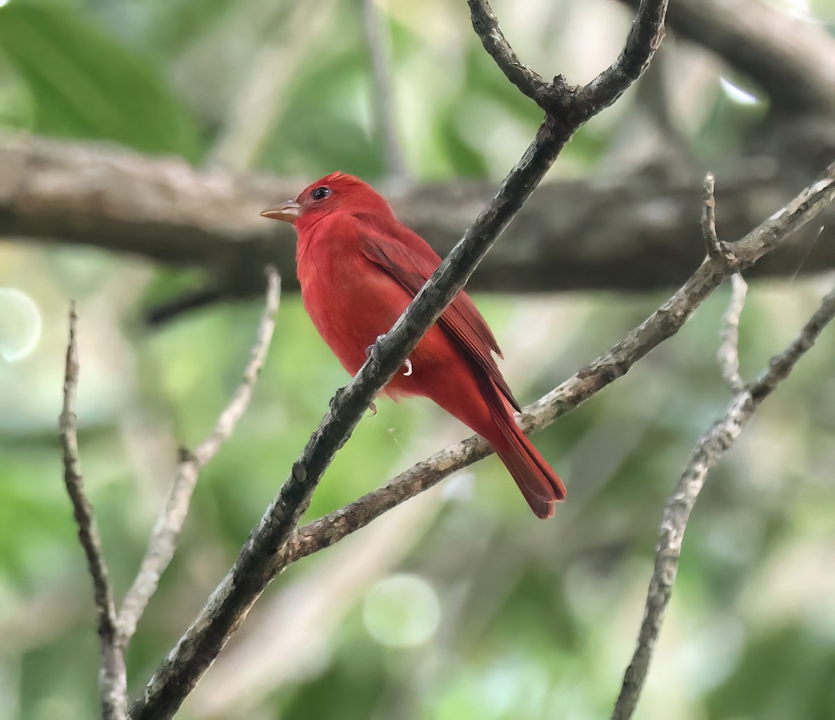 להבית אדומה - ML645715274