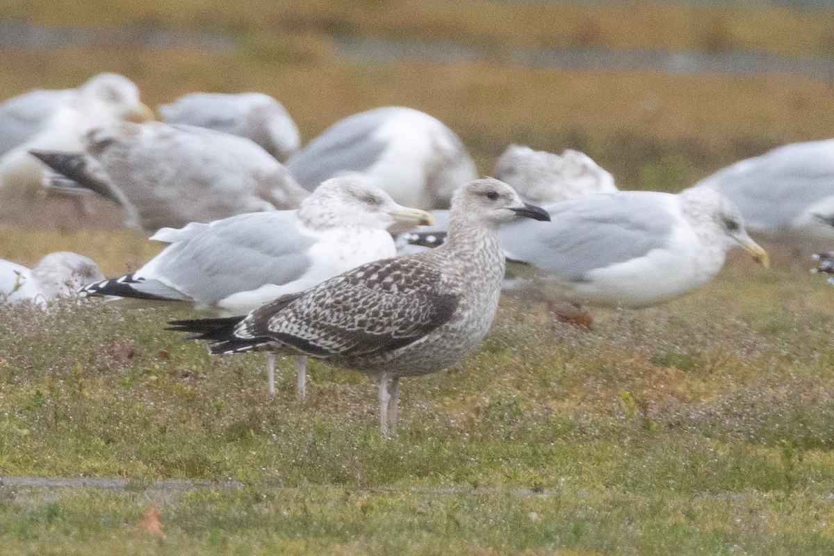 ub. måke (Larinae sp.) - ML645715279