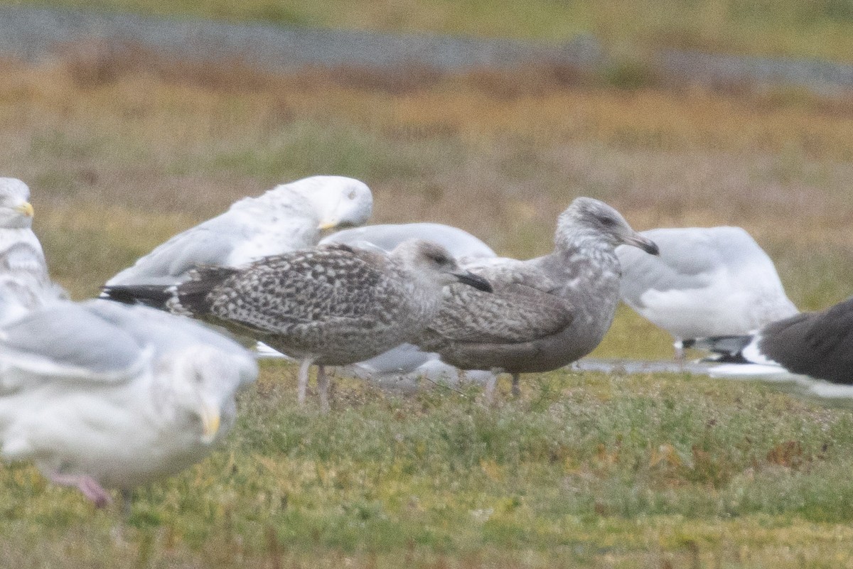 ub. måke (Larinae sp.) - ML645715280