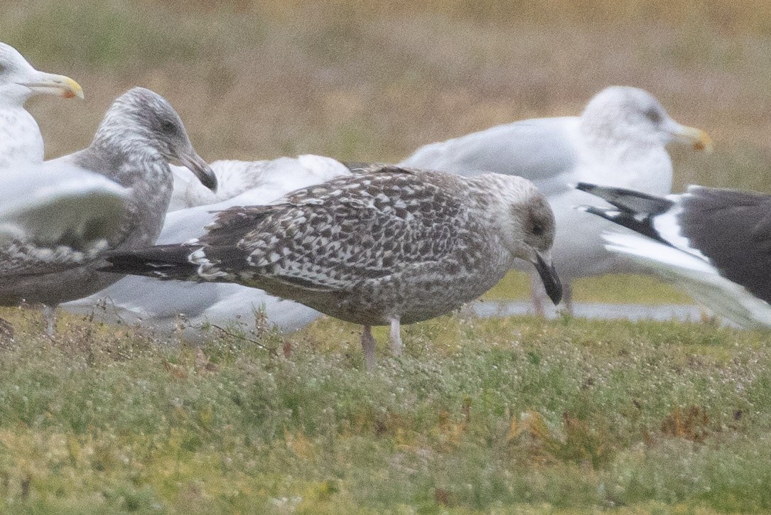 ub. måke (Larinae sp.) - ML645715282