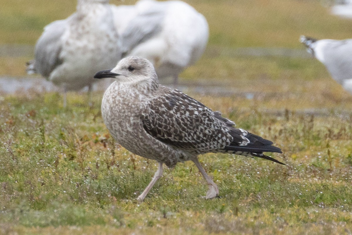 ub. måke (Larinae sp.) - ML645715285