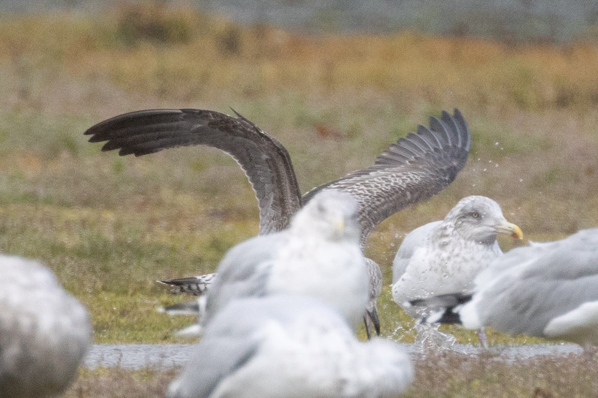 ub. måke (Larinae sp.) - ML645715287