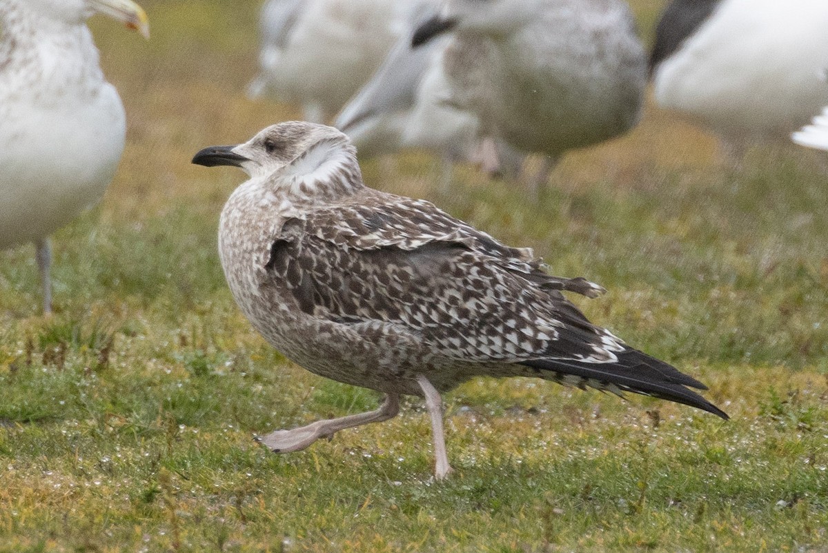ub. måke (Larinae sp.) - ML645715290