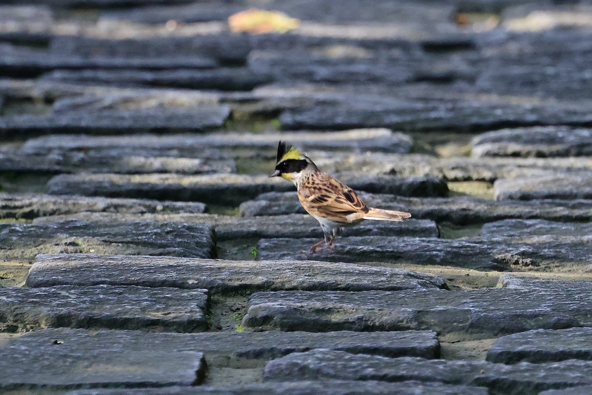 strnad žlutohrdlý - ML645715291