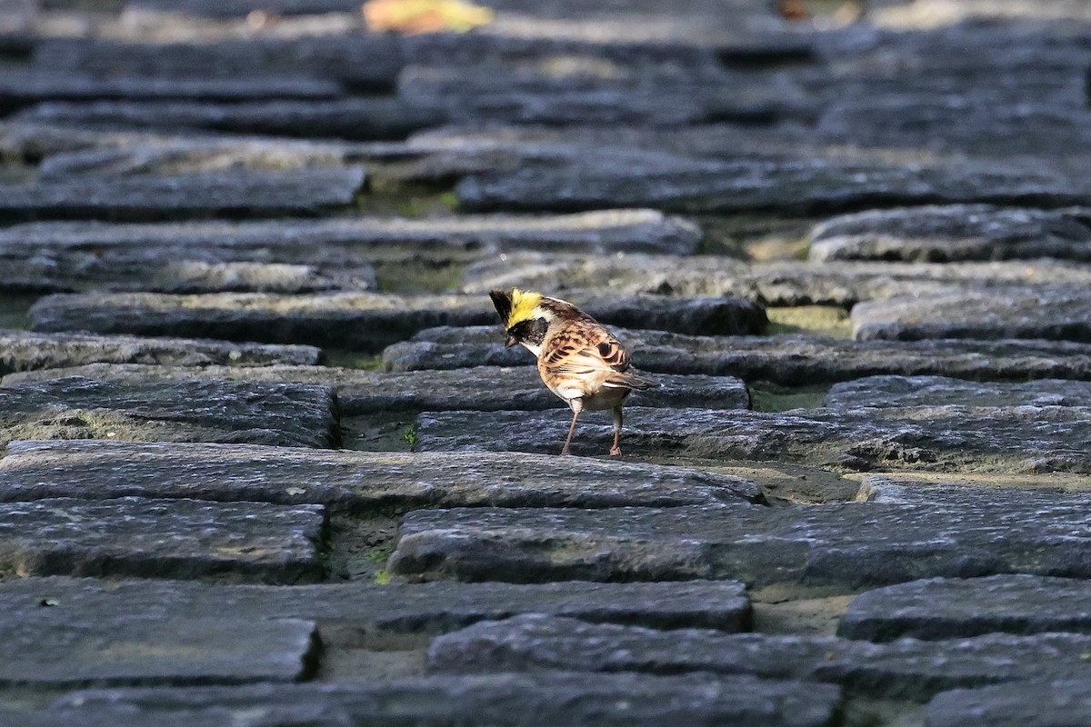 strnad žlutohrdlý - ML645715292