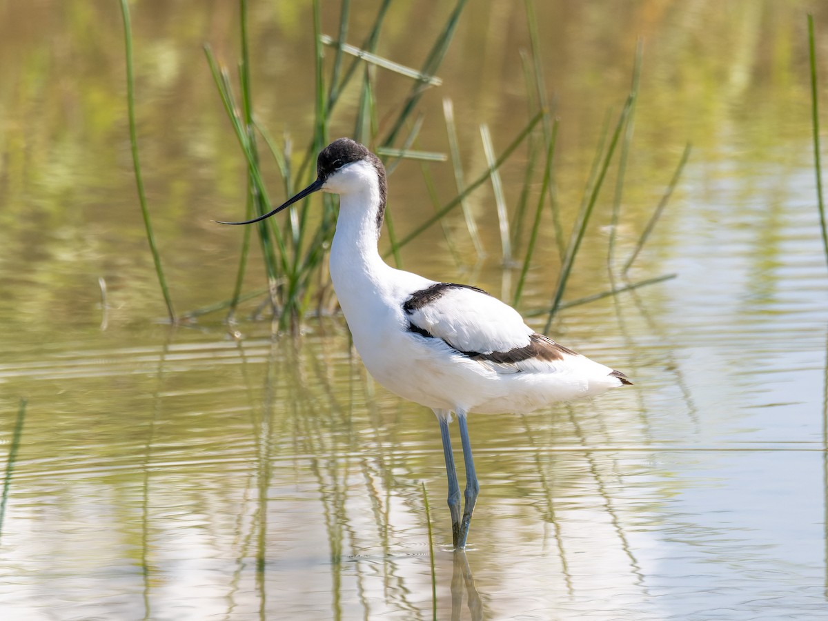 Pied Avocet - ML645715293