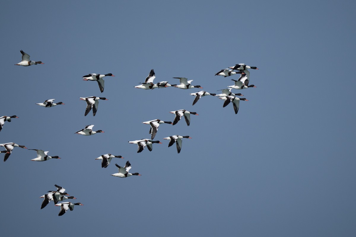 Common Shelduck - ML645715317