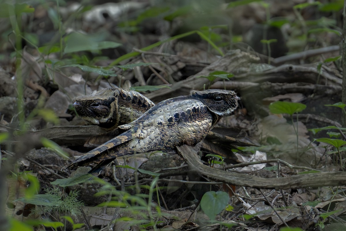 Great Eared-Nightjar - ML645715328