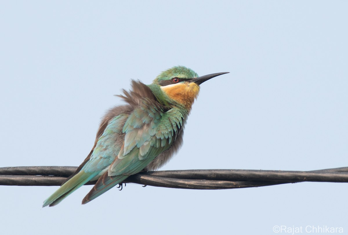 vlha modrolící - ML645715329