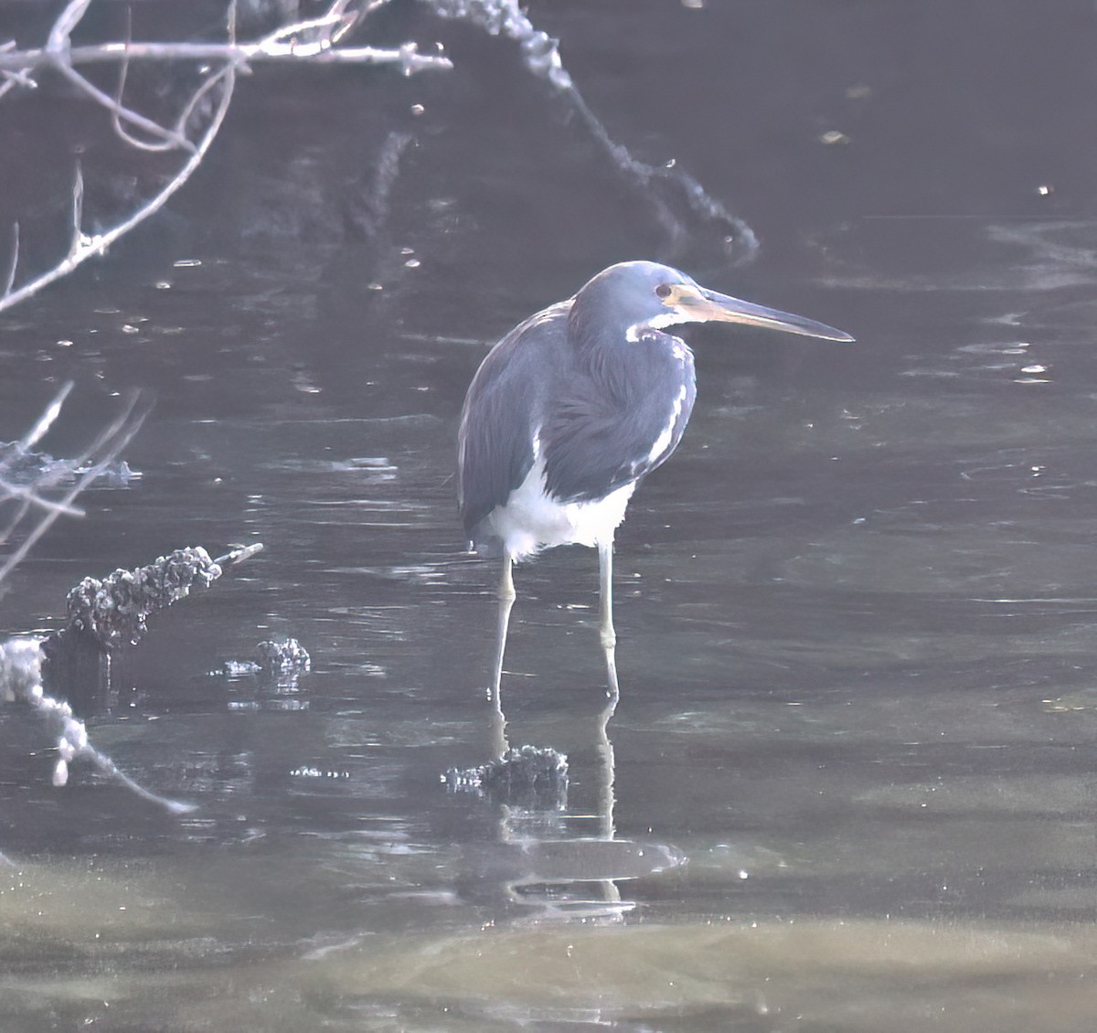 Tricolored Heron - ML645715330
